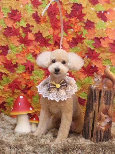 20241110モコくん